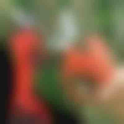 Tijeras eléctricas | WHIZZPRUNER